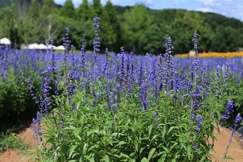 Farinacea Sage Care – Learn How To Grow Mealycup Sage Plants