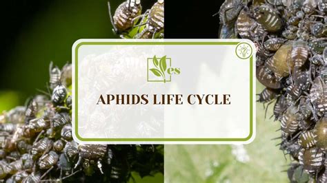 Aphids Life Cycle: Complete Guide for Gardening Beginners - Evergreen Seeds