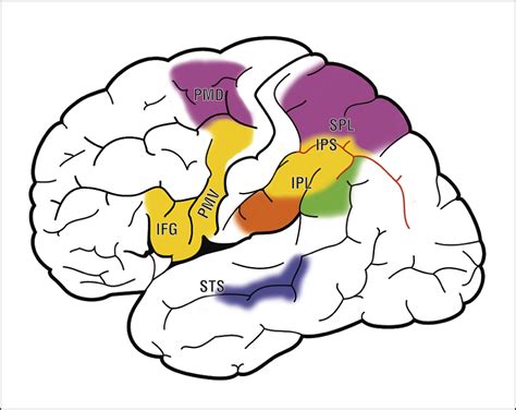 The Mirror Neuron System | Radiology | JAMA Neurology | JAMA Network