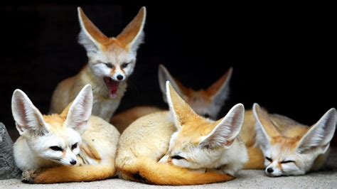 Cute Fennec fox family wallpaper - backiee