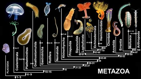 METAZOA EVOLUTION: Outubro 2013