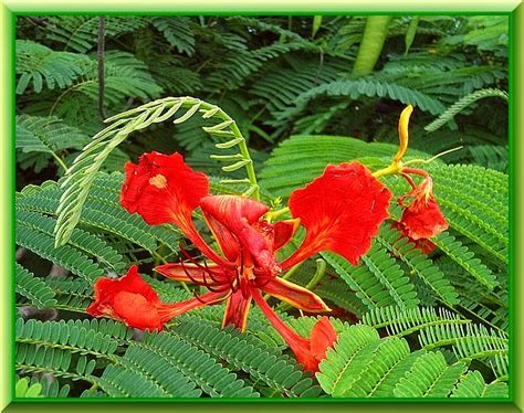 Life and Spirituality : Gulmohar, Tree of Flamboyant Beauty