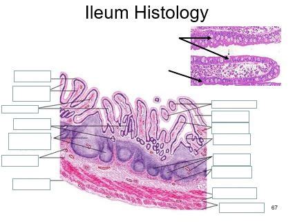 Ileum Histology Diagram | Quizlet