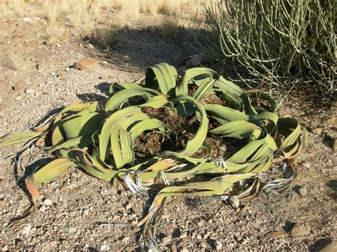 Welwitschia Mirabilis Welwitschia Namibia Can Grow 2000 Years | Etsy