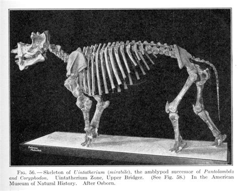 Uintatherium ( osborne ) | Prehistoric animals, Animal bones, Prehistoric