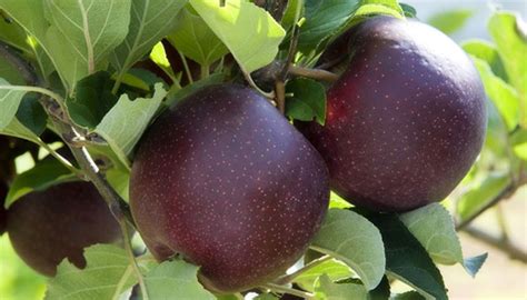 Black Diamond Apple Price In India | Black Apple Fruit Price