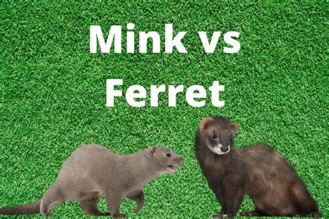 Page 2 – Ferret Care and Problems