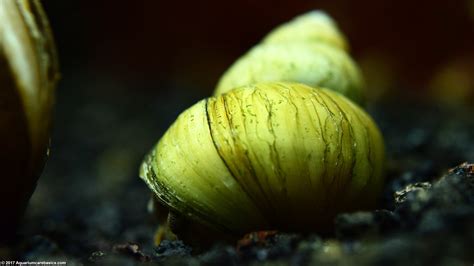 Japanese Trapdoor Snails: Care, Size, Diet & Reproduction - Video