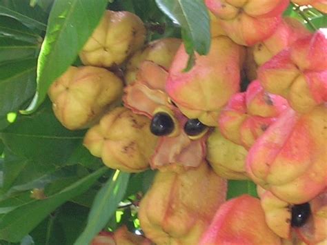 Blighia sapida (Akee Fruit1) - Richard Lyons Nursery, Inc.