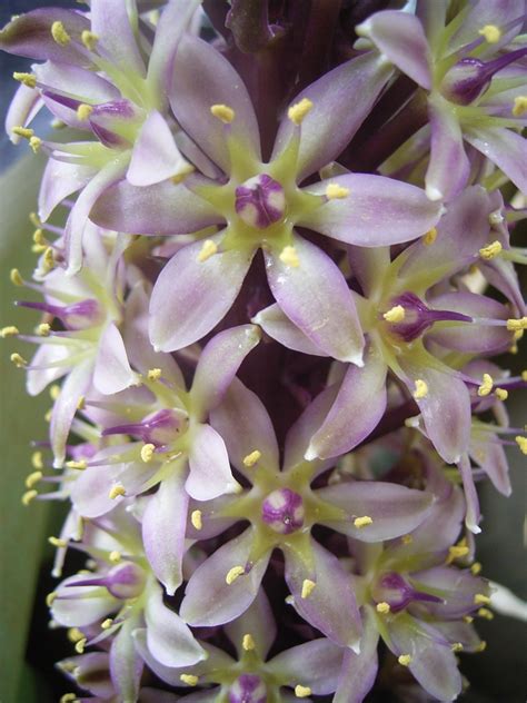 Eucomis bicolor (King's Flower, Pineapple Lily) | North Carolina Extension Gardener Plant Toolbox