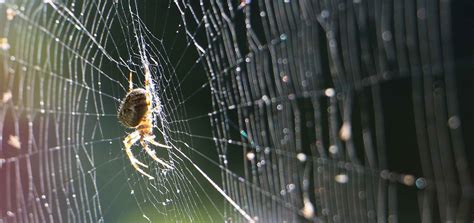 Chemical Makeup Of Spider Web - Mugeek Vidalondon