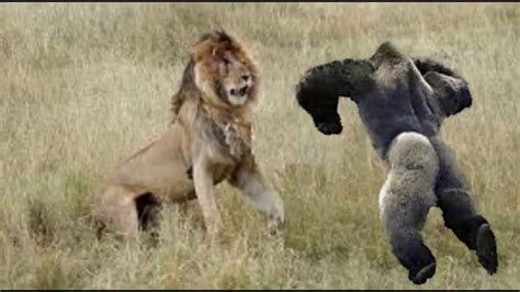 Most Amazing Wild Animal Attacks - Lion attack Animal Fights Caught On Camera HD - YouTube