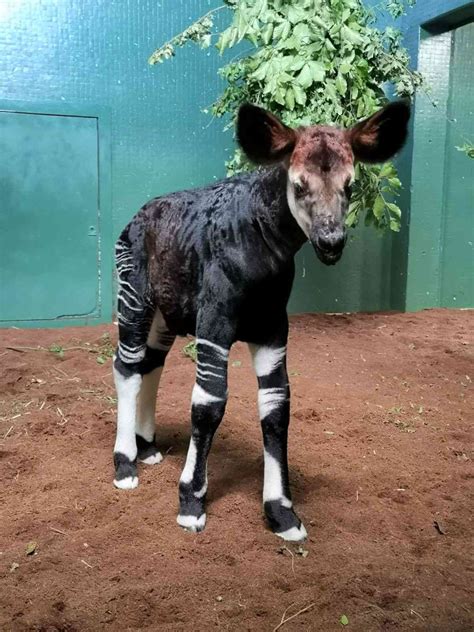 London Zoo Welcomes Baby Okapi