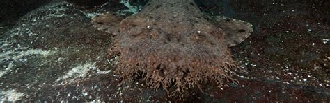 Tasselled Wobbegong - Georgia Aquarium