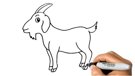 Goat Drawings For Kids