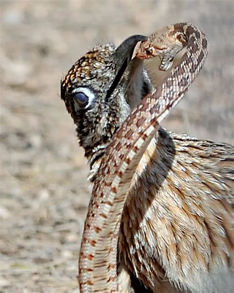 roadrunner bird facts - Animals Time