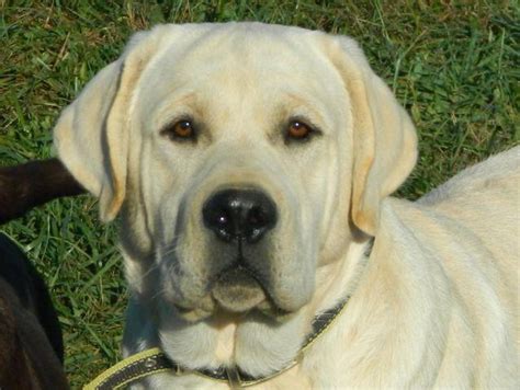 ENGLISH YELLOW LAB PUPPIES for Sale in Gainesville, Kentucky Classified ...