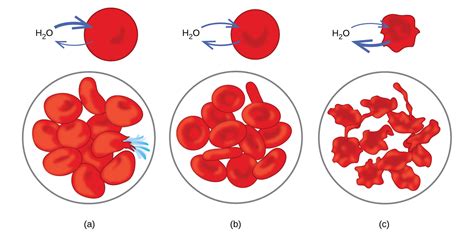 Colligative Properties · Chemistry