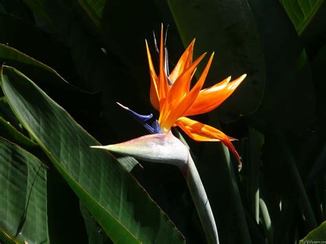 Wallpapers Birds Of Paradise - Wallpaper Cave