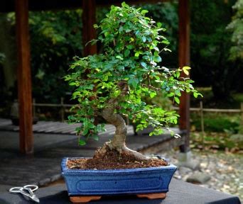 Common tree species used for Bonsai - Bonsai Empire