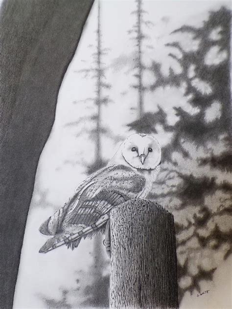 Barn owl portrait Drawing by Stan White - Fine Art America