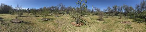 Orchard History: Fruit Introduction and Colonization, 1600-1800 (U.S ...