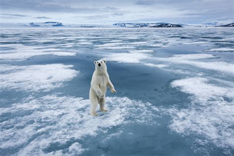 Climate change is shifting polar bears’ Arctic menu, research shows ...