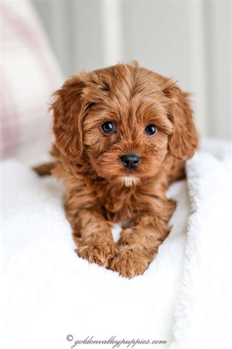 Available Cavapoo Puppies Iowa