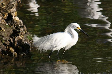 Snowy egret; breeding plumage. (Charlie Banks) #photography #florida #sanibel #birds #egret ...