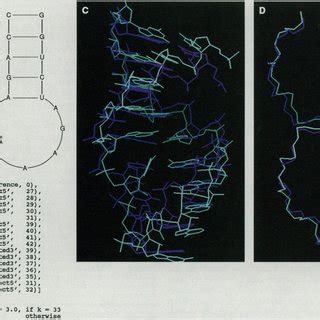 (A) Secondary structure of the anticodon loop used by MC-SYM. (B) The... | Download Scientific ...