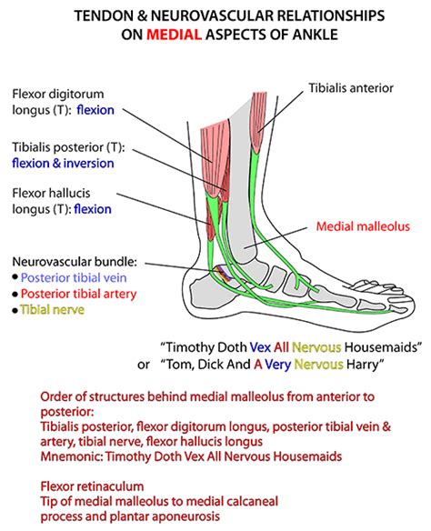 Medial Malleolus Anatomy