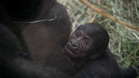 Columbus Zoo welcomes baby gorilla | 10tv.com