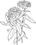 Zinnia coloring pages | Flower drawing, Flower coloring pages, Drawings