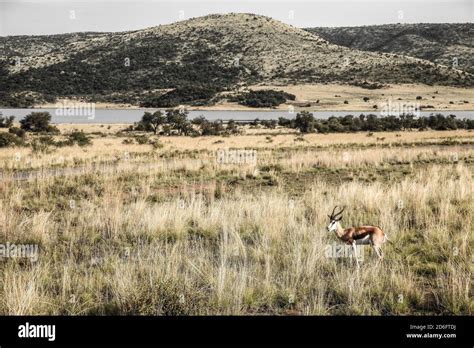 African Springbok Antelope in dry grass in a South African wildlife reserve Stock Photo - Alamy