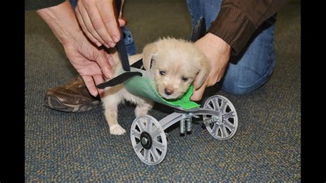 WATCH: Athens County Puppy With No Front Legs Learning To Use 3D-Printed Wheelchair | 10tv.com