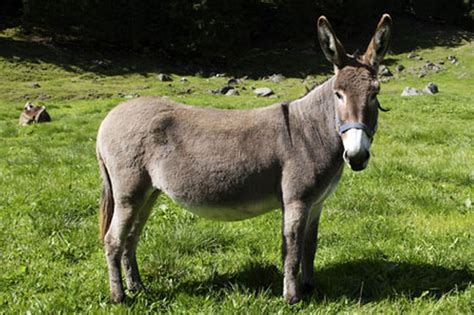 Donkey - Facts about Donkeys | Passnownow.com