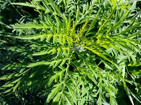 Ragweed Free Stock Photo - Public Domain Pictures