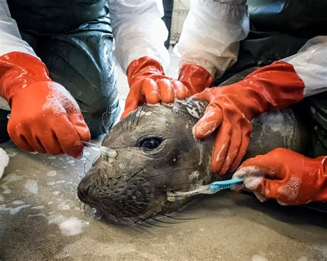 Emergency responders train to rescue sea lions, other wildlife caught in oil spills – Orange ...