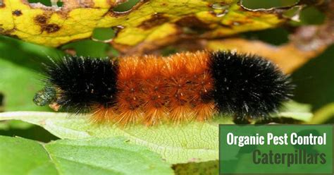 Organic Pest Control – Caterpillars | Greenhouse Emporium