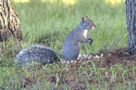 Western Gray Squirrel – Mendonoma Sightings