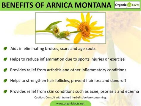 Some of the most unique health benefits of Arnica Montana include its ability to relieve pain ...