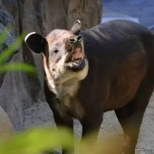 Baird's Tapir - Facts, Diet, Habitat & Pictures on Animalia.bio