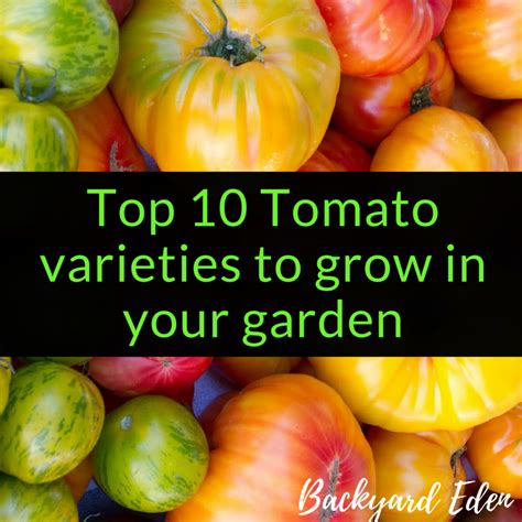 Top 10 Cherry Tomato varieties to grow in your garden - Backyard Eden