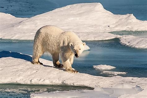 What are the Largest Bear Species? - WorldAtlas.com