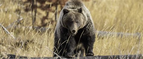 Where to Spot Wildlife with Discover Banff Tours | Discover Banff Tours