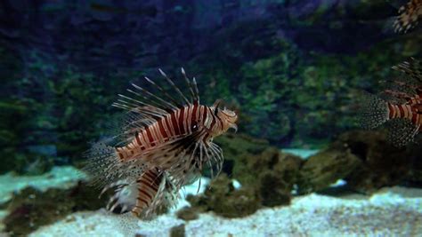 Lionfish swimming in the Aquarium image - Free stock photo - Public Domain photo - CC0 Images