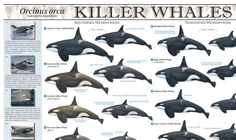 "Why are there so many different types of killer whales?" - Eagle Wing ...