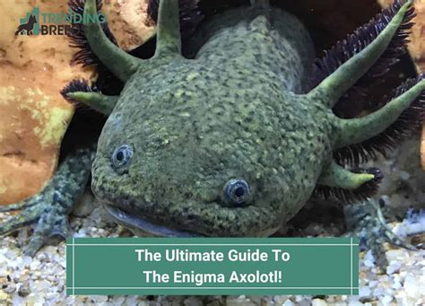 The Ultimate Guide To The Enigma Axolotl! (2023)