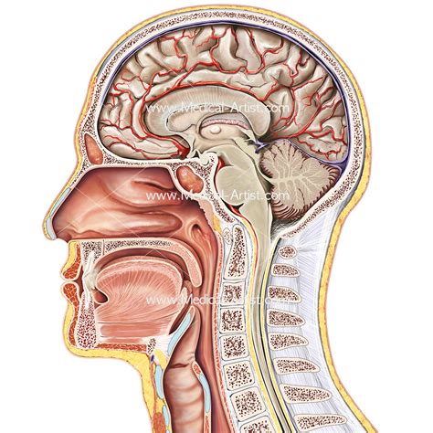 ENT Illustrations | Ear Nose Throat Anatomy Medical Illustrations