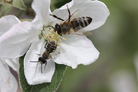 Farming trends threatening pollinators and the crops that depend on them - Earth.com